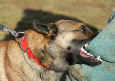 dog bite